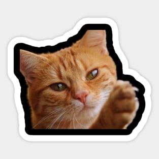 Dramatic Cat Sticker